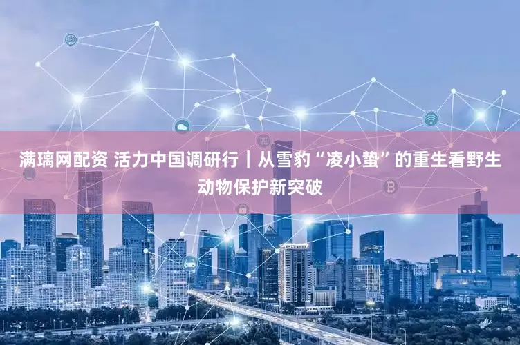 满璃网配资 活力中国调研行｜从雪豹“凌小蛰”的重生看野生动物保护新突破