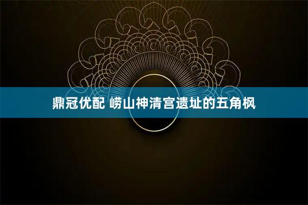 鼎冠优配 崂山神清宫遗址的五角枫